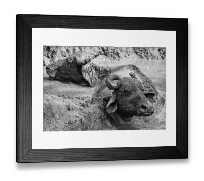 Framed Print : Sri Lanka, Ratnapura District, Udawalawa National Park