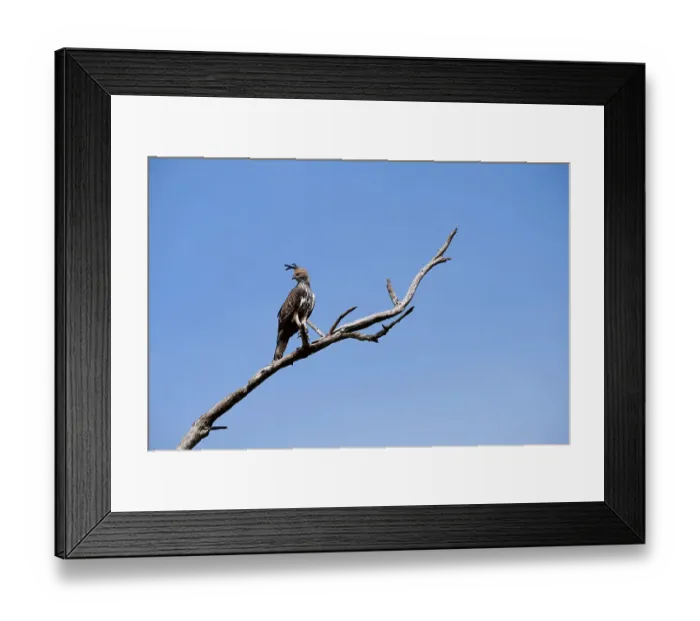 Framed Print : Sri Lanka, Ratnapura District, Udawalawa National Park