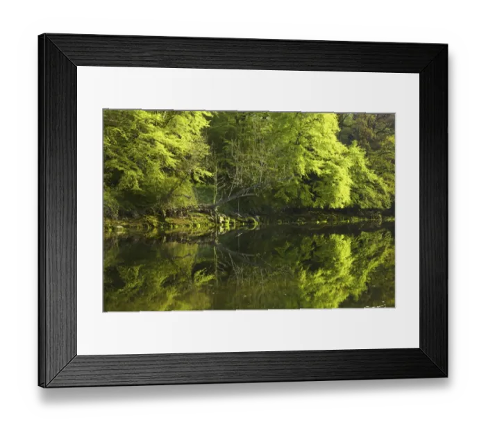 Framed Print : England, Northumberland, Warkworth. Spring foliage, reflected in the still waters of the River Coquet in Warkworth Village, located near the Northumberland