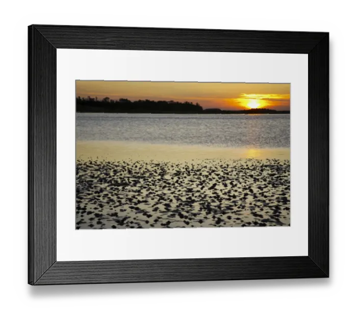 Framed Print : ENGLAND Northumberland Budle Bay. Sunset over Budle Bay near Bamburgh and part of the Northumberland Framed Print : ENGLAND Northumberland Budle Bay. Sunset over Budle Bay near Bamburgh and part of the Northumberland