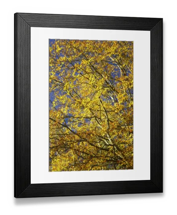 Framed Print : England, North umberland, Cragside Gardens & Estate. The autumn colours of woodland within the Cragside estate (National Trust) Framed Print : England, North umberland, Cragside Gardens & Estate. The autumn colours of woodland within the Cragside estate (National Trust)