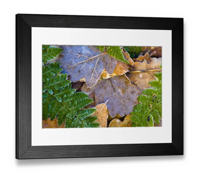 Framed Print : England, Northumberland, Plessey Woods Country Park. Detail of frost coated leaves on the forest floor of the Plessey Woods
