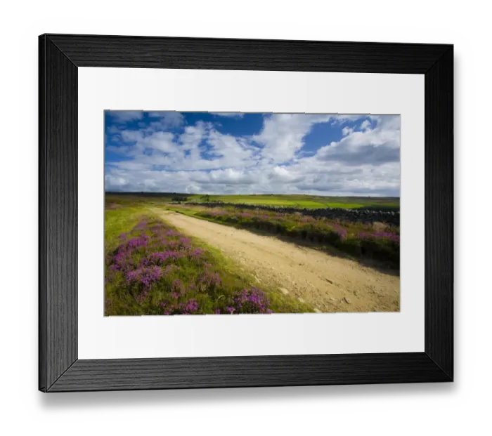 Framed Print : England, Northumberland, Blanchland. Flowering heather on Birkside Fell - part of the North Pennines Area of Outstanding