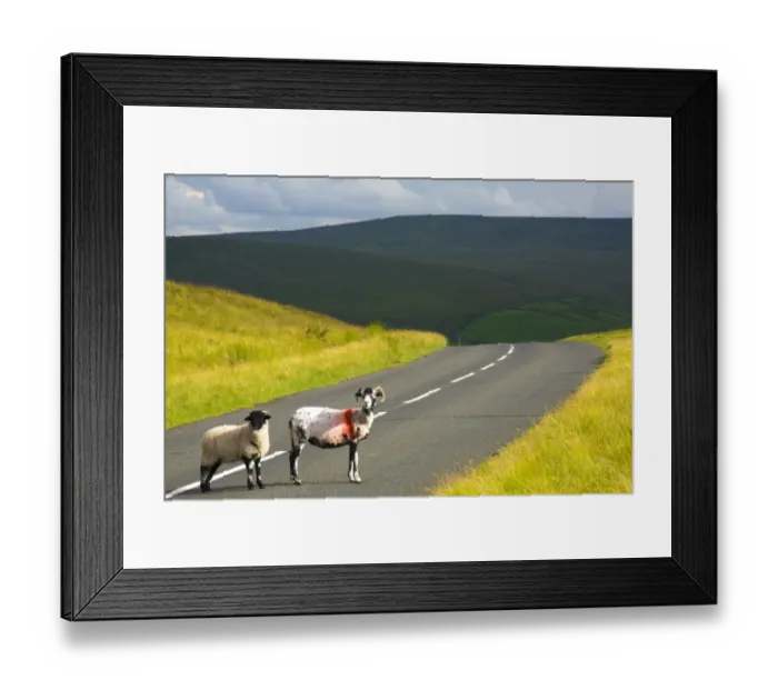 Framed Print : England, Northumberland, North Pennines. Sheep crossing a country road running through dramatic Pennine scenery, in the North Pennines Area of Framed Print : England, Northumberland, North Pennines. Sheep crossing a country road running through dramatic Pennine scenery, in the North Pennines Area of