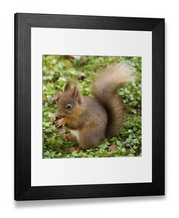 Framed Print : spirit_of_northumberland
