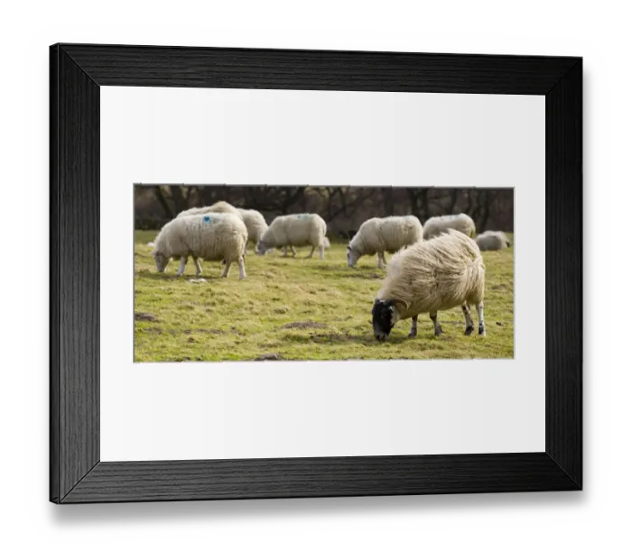 Framed Print : England, Northumberland, Northumberland National Park. Sheep grazing in a field in the Breamish Valley