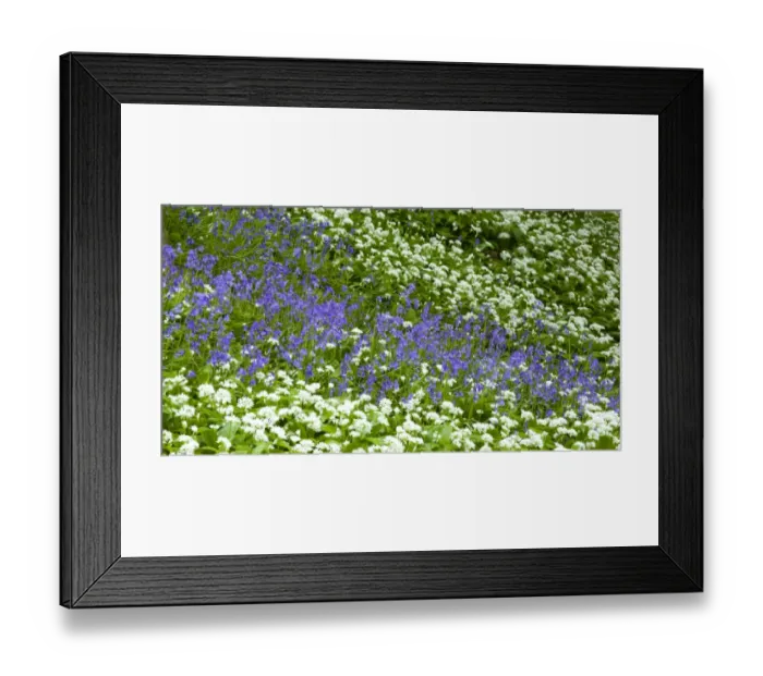 Framed Print : England, Northumberland, Allen Banks. Native Bluebells and Ramsons (wild garlic) within Allen Banks