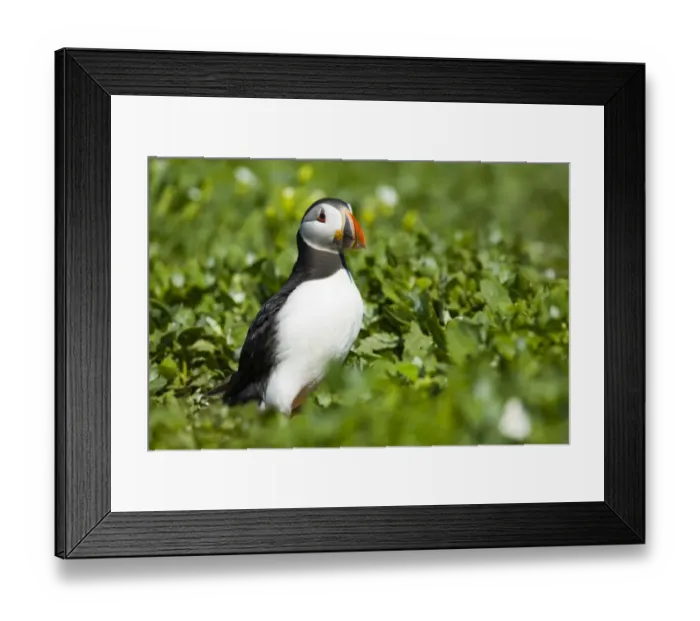Framed Print : England, Northumberland, Farne Islands. A single puffin (Fratticula artica) on the Inner Farne Island