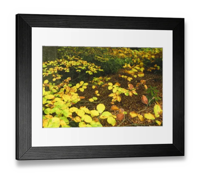 Framed Print : ENGLAND, Northumberland, Allen Banks. A colourful display of autumn colours in the Allen Banks National