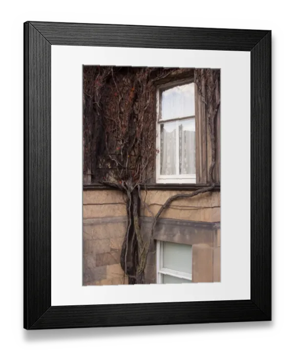 Framed Print : Scotland, Edinburgh, New Town. Creeping tree clinging to a wall of a residential house in the New Town Framed Print : Scotland, Edinburgh, New Town. Creeping tree clinging to a wall of a residential house in the New Town