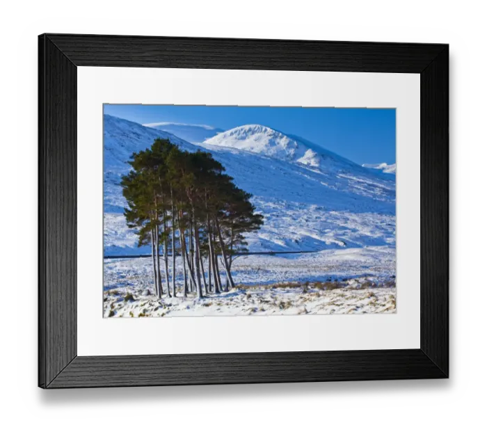 Framed Print : Scotland, Scottish Highlands, Dirrie More. Pocket of Scots Pine amidst the open landscape of the Dirrie More