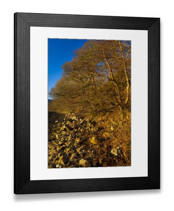 Framed Print : Scotland, Scottish Highlands, Loch Etive. Late afternoon light illuminates the woodland fringing Loch Etive in the Argyll