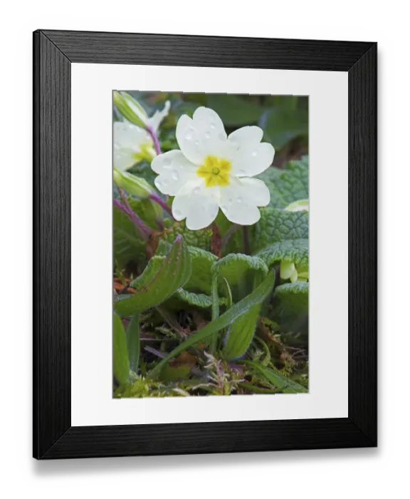 Framed Print : Scotland, Scottish Highlands, Primrose. A wild primrose (Primula Vulgaris) photographed in April