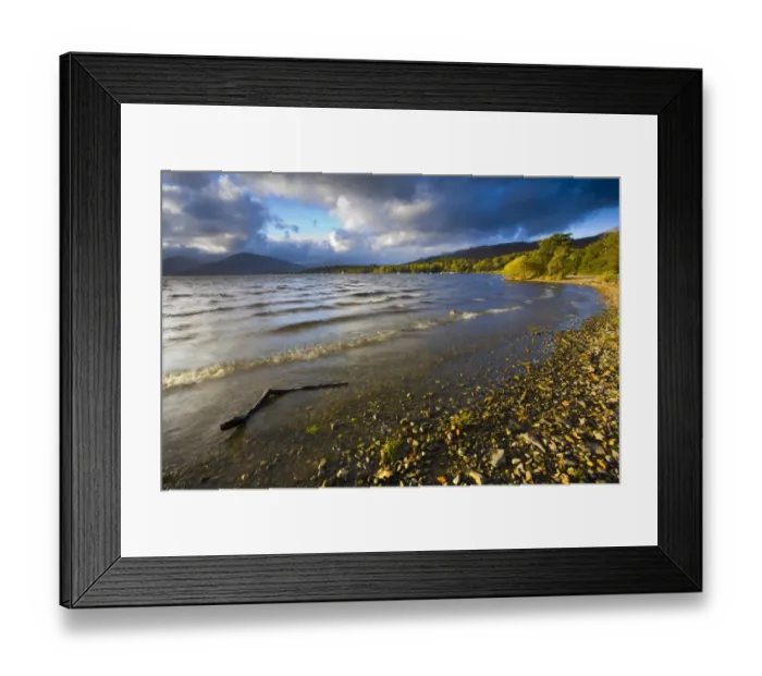 Framed Print : Scotland, Stirling, Loch Lomond and the Trossachs National Park. The autumnal colours of Oak woodlands fringing Loch Lomond at the bay Framed Print : Scotland, Stirling, Loch Lomond and the Trossachs National Park. The autumnal colours of Oak woodlands fringing Loch Lomond at the bay