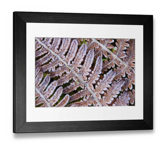 Framed Print : Scotland, Scottish Highlands, Cairngorms National Park. Frost covered ferns