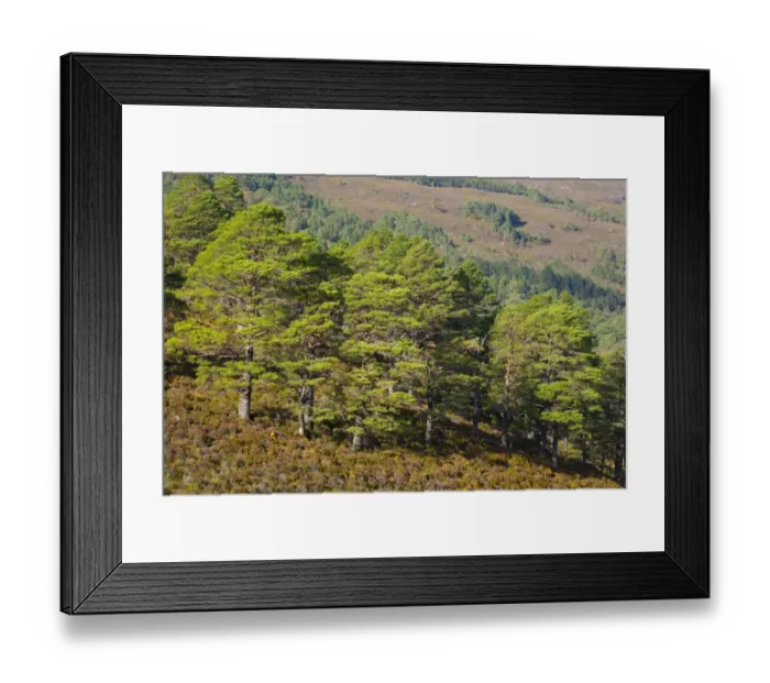 Framed Print : Scotland, Scottish Highlands, Beinn Eighe NNR. Scotch Pines, remnants of the great Caledonian forest which once covered the Scottish highlands from coast