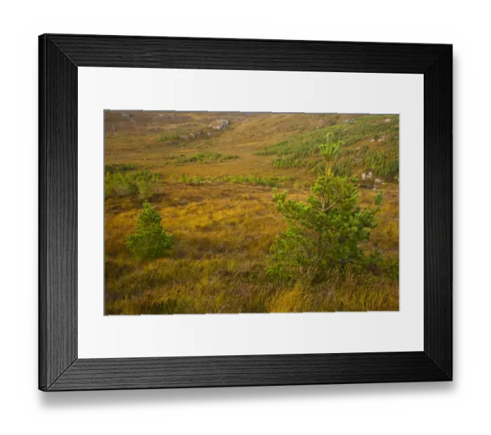 Framed Print : Scotland, Scottish Highlands, Bad na Sgalag Pinewood. Young trees planted as part of the Scotland