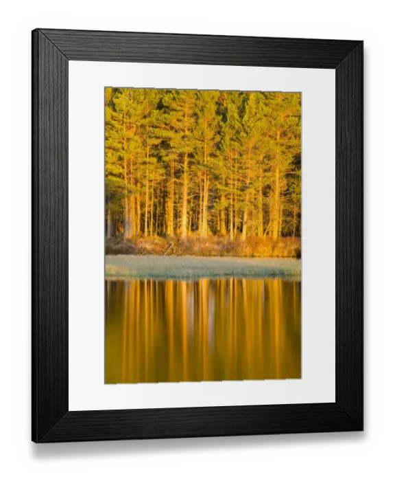 Framed Print : Scotland, Scottish Highlands, Cairngorms National Park. Woodland reflected on the still waters of Loch Milton near Boat