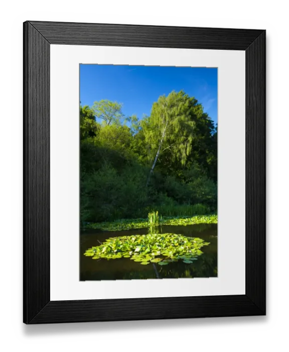 Framed Print : England, Northumberland, Bolam Lake Country Park. Flowering water lilies at the Bolam Lake Country Park
