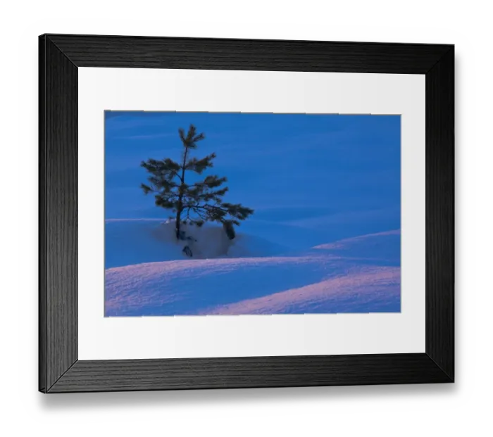 Framed Print : Scotland, Scottish Highlands, Abernethy. Single Fir Tree surrounded by drifting snow in the Cairngorms Framed Print : Scotland, Scottish Highlands, Abernethy. Single Fir Tree surrounded by drifting snow in the Cairngorms