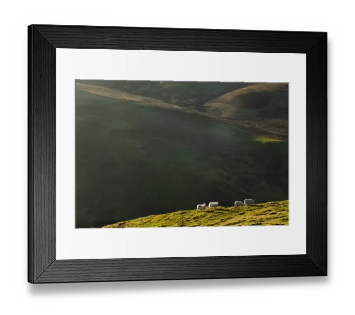 Framed Print : Scotland, Scottish Borders, Dere Street Roman Road. View from the Dere Street Roman Road looking towards Sheep grazing on the rolling uplands of