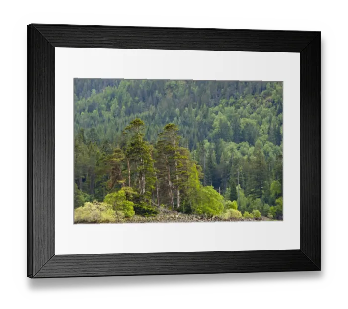 Framed Print : Scotland, Scottish Highlands, Loch Laggan. Group of native Scots Pine trees on the banks of Loch Laggan, remnants of the ancient Framed Print : Scotland, Scottish Highlands, Loch Laggan. Group of native Scots Pine trees on the banks of Loch Laggan, remnants of the ancient