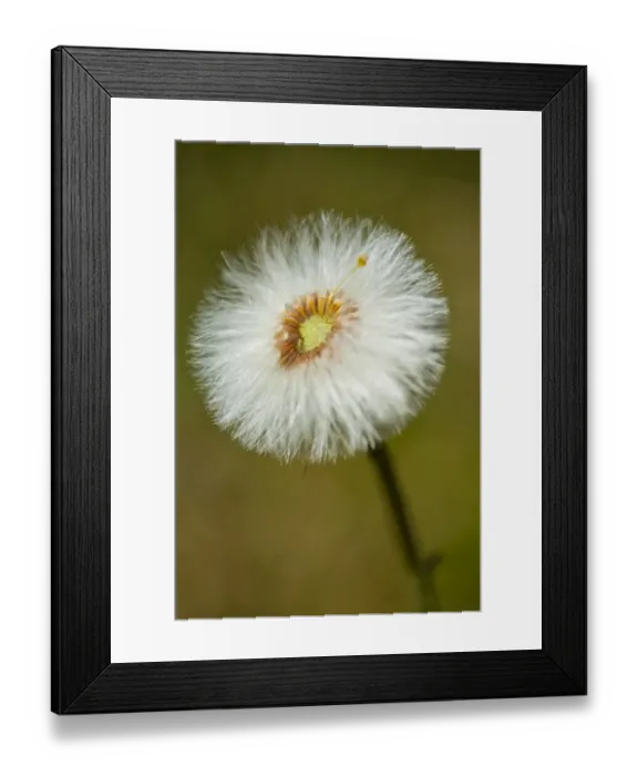 Framed Print : England, Northumberland, Cramilington, Detail shot of a Dandelion flower  /  head