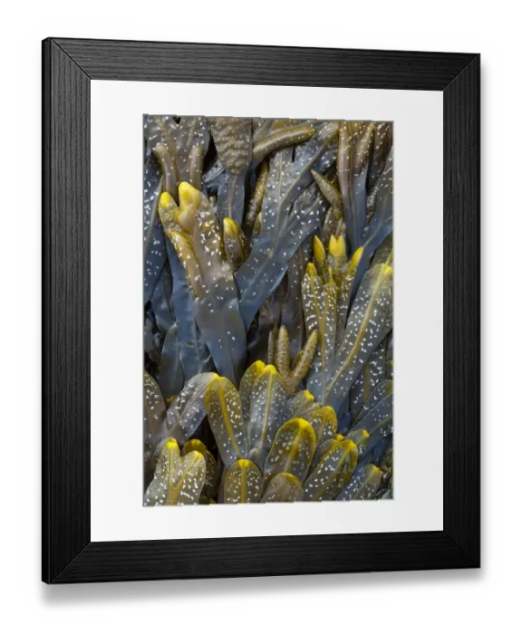 Framed Print : England, Tyne and Wear, Whitley Bay. Detail shot of Sea Kelp and Sea Weed found along the beach on the shore of the North