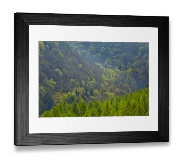 Framed Print : England, Northumberland, Allen Banks & Staward Gorge. Pine Tree Forest Plantation in the Staward Gorge National