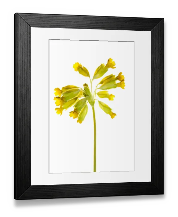 Framed Print : England. Northumberland, Birdsfoot Trefoil. Birdsfoot Trefoil flowers growing in the county of Northumberland, UK