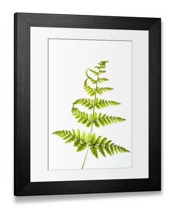 Framed Print : England. Northumberland, Fern. Native Fern growing in the county of Northumberland, UK