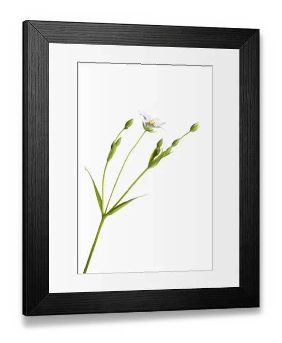 Framed Print : England. Northumberland, Stichwort. Stichwort flower growing in the county of Northumberland Framed Print : England. Northumberland, Stichwort. Stichwort flower growing in the county of Northumberland