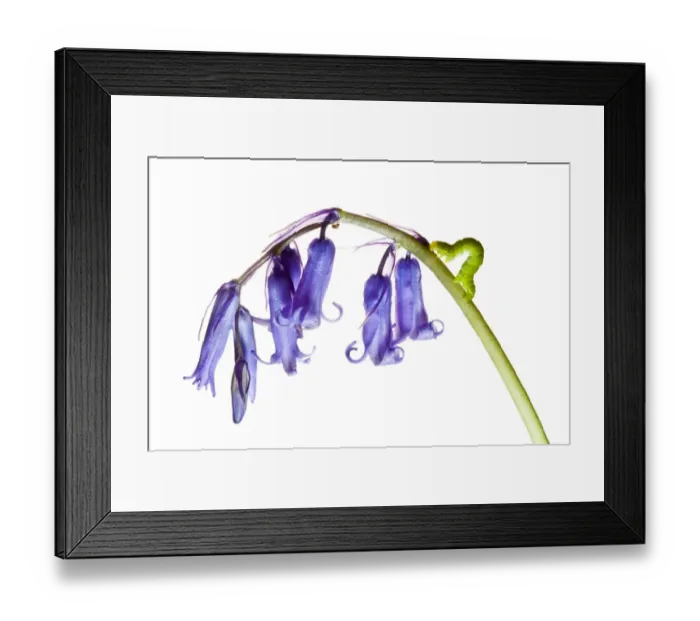 Framed Print : Caterpillar on wild Bluebell flowers growing in the county of Northumberland, UK