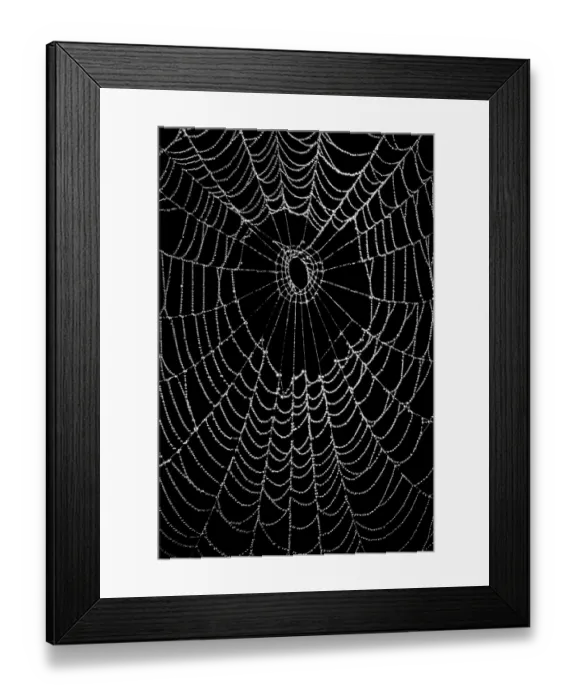 Framed Print : England, Northumberland, Spiders Web. Water doplets from a heavy mist and fog on a spiders web in Northumberland