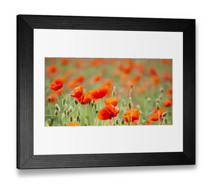 Framed Print : England, Northumberland, Corbridge. Poppy Field in Northumberland, UK
