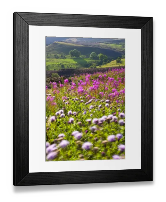 Framed Print : England, Staffordshire, Peak District National Park. Wild flowers and summer heather on moorland near the Roaches in the Peak District