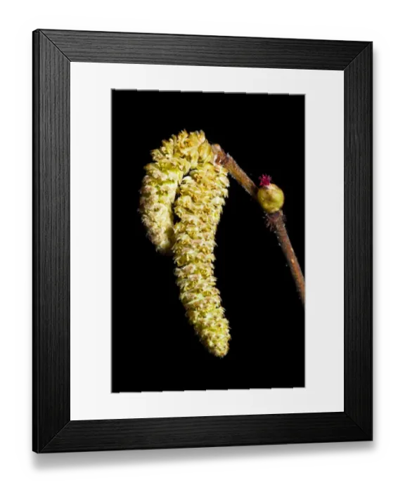 Framed Print : England, Northumberland, Plessey Woods Country Park. Hazel Catkins photographed against a black background Framed Print : England, Northumberland, Plessey Woods Country Park. Hazel Catkins photographed against a black background