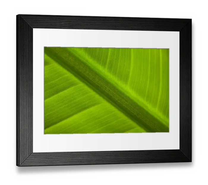 Framed Print : England, Tyne & Wear, Sunderland Winter Gardens. Detail shot of a palm leaf in the Sunderland Winter