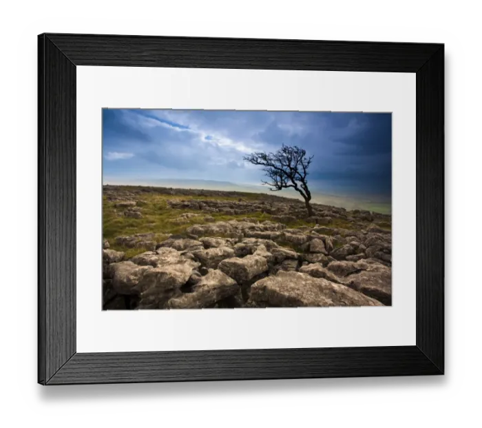 Framed Print : England, North Yorkshire, Twistleton Scar. Limestone pavement and Hawthorn Tree at Twistleton Scar in the Yorkshire Dales Framed Print : England, North Yorkshire, Twistleton Scar. Limestone pavement and Hawthorn Tree at Twistleton Scar in the Yorkshire Dales