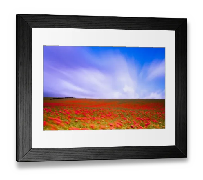 Framed Print : England, Northumberland, Corbridge. Poppy Field in Northumberland, UK