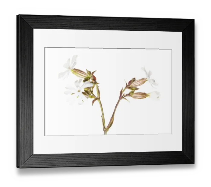 Framed Print : England, Northumberland, Bamburgh. White Campion flower (Silene latifolia) growing wild in the sand dunes near the coast. Photographed outdoors using a Framed Print : England, Northumberland, Bamburgh. White Campion flower (Silene latifolia) growing wild in the sand dunes near the coast. Photographed outdoors using a