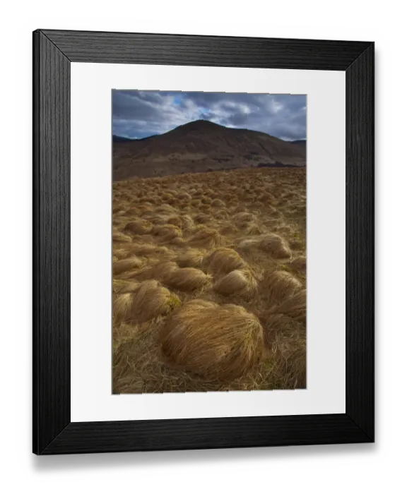 Framed Print : England, Northumberland, Northumberland National Park. Tussock on the remote hills of the Harthope Valley in the heart of the Northumberland