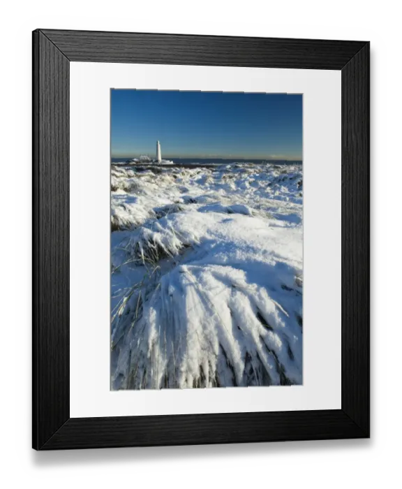 Framed Print : England, Tyne and Wear, St Marys Island and Lighthouse. Snow covered Tussock grass on the North Tyneside coast near the city of Newcastle Framed Print : England, Tyne and Wear, St Marys Island and Lighthouse. Snow covered Tussock grass on the North Tyneside coast near the city of Newcastle