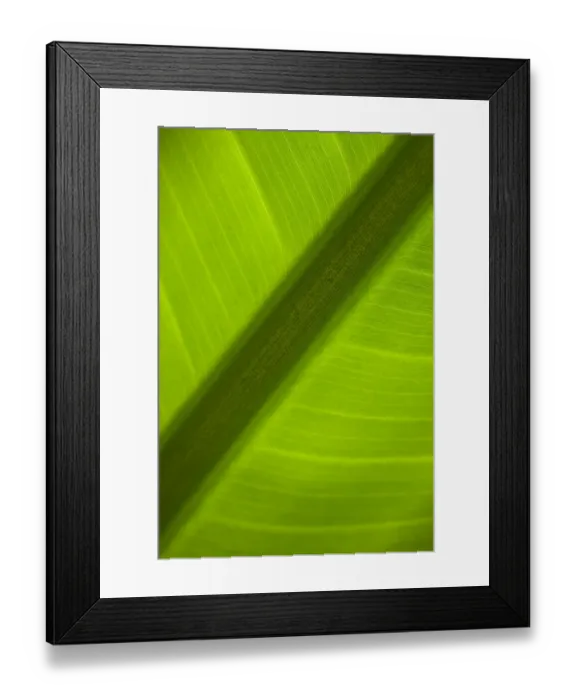 Framed Print : England, Tyne & Wear, Sunderland Winter Gardens. Detail shot of a palm leaf in the Sunderland Winter