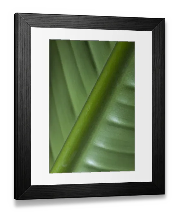 Framed Print : England, Tyne & Wear, Sunderland Winter Gardens. Detail shot of a palm leaf in the Sunderland Winter