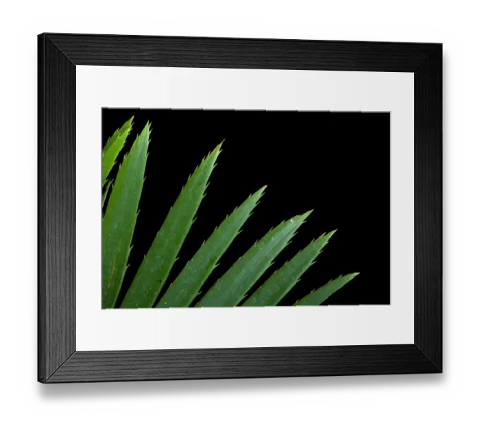 Framed Print : England, Tyne & Wear, Sunderland Winter Gardens. Detail shot of a leaf of a tropical plant growing in the Sunderland
