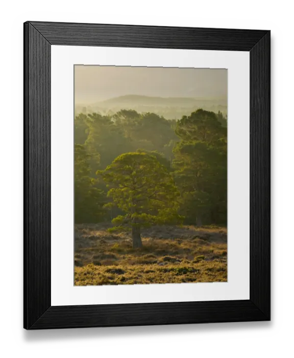 Framed Print : Scotland, Scottish Highlands, Cairngorms National Park. Mist rising at dawn over the Caledonian Forest of the Rothiemurchus estate, in the Cairngorms