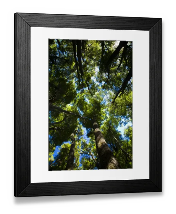 Framed Print : Argentina, The Lake District, Parque Nacional Lanin. Dense forested canopy in typical woodland of Framed Print : Argentina, The Lake District, Parque Nacional Lanin. Dense forested canopy in typical woodland of