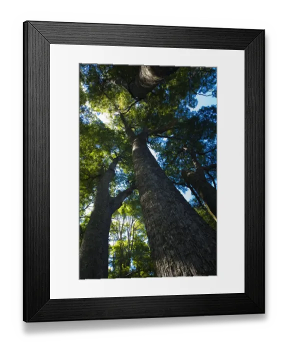 Framed Print : Argentina, The Lake District, Parque Nacional Lanin. Dense forested canopy in typical woodland of Framed Print : Argentina, The Lake District, Parque Nacional Lanin. Dense forested canopy in typical woodland of