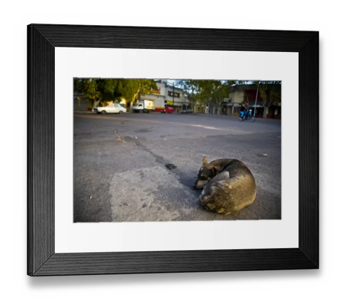 Framed Print : Argentina, Mendoza, Malargue. Stray dog sleeping in the bus station of Malargue